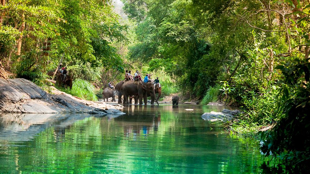 Promenades à dos d'éléphant et spectacles de cirque : une nouvelle loi britannique réprime le tourisme animalier « cruel » à l'étranger