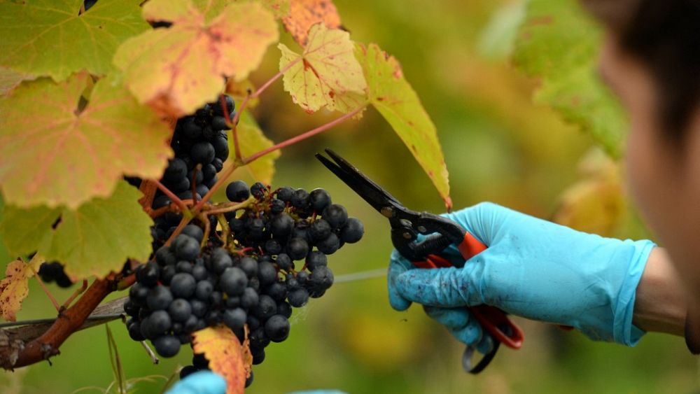 Royaume-Uni : les boissons sans alcool seront étiquetées comme « vin » dans un contexte d'assouplissement des règles de l'industrie