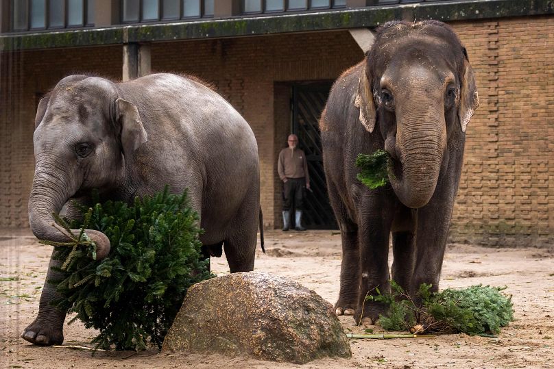 L'Allemagne compte le plus d'éléphants en captivité de tous les pays européens – ceux-ci ont été photographiés au zoo de Berlin en 2021