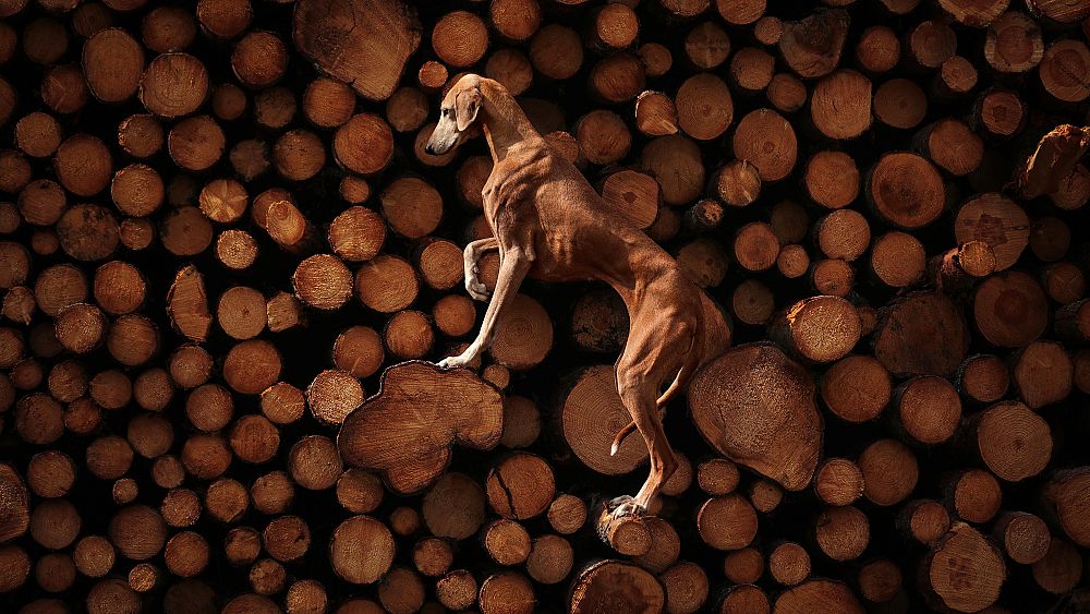 Lève la trame !  Voici les adorables images gagnantes des Dog Photography Awards 2023