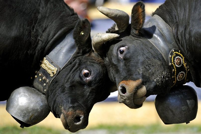 Deux vaches se battent lors de la traditionnelle fête annuelle 