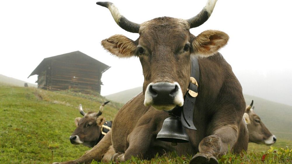 Les nouveaux arrivants sonnent les cloches traditionnelles dans un village suisse pittoresque