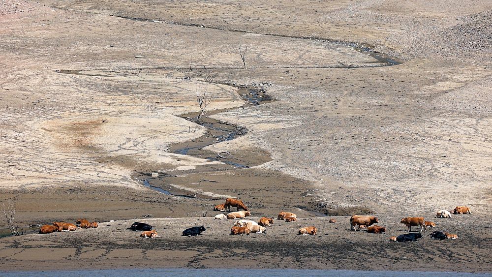 2023 sera-t-elle l’année la plus chaude à ce jour ?  Les climatologues sont « pratiquement certains » après le record d'octobre