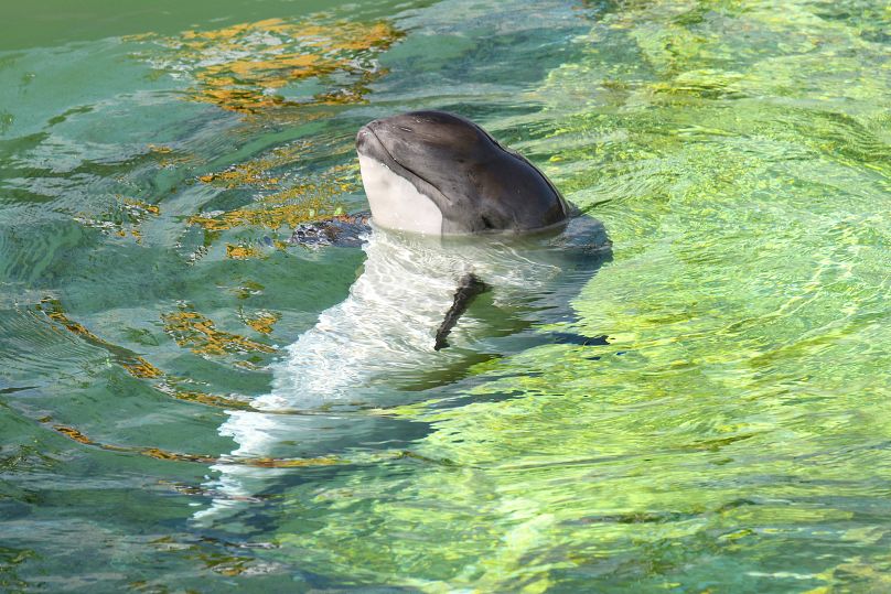 Un marsouin commun nage dans un bassin d'eau de mer dans le musée d'histoire naturelle Ecomare à Texel, la plus grande île de vasière néerlandaise.