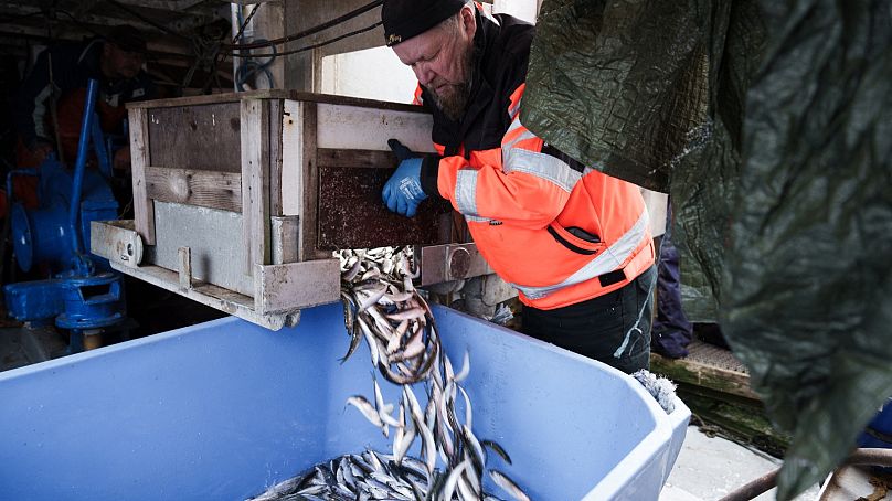 Le pêcheur Matti Kukkola vérifie les prises après avoir pêché du hareng à Kotka, dans le sud de la Finlande, le 10 octobre 2023.