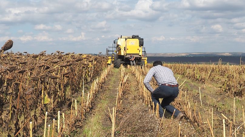 L'agriculteur moldave Alexei Micu inspecte son champ de tournesols pendant la récolte, septembre 2023