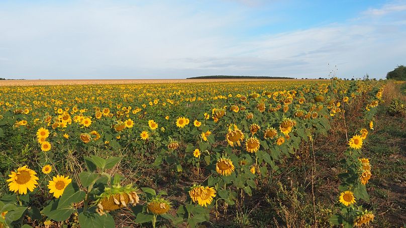 Champs de tournesols en Moldavie, une culture d'exportation précieuse, septembre 2023