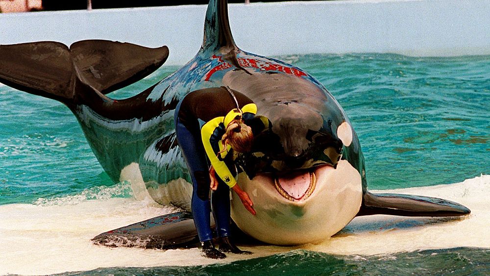 Lolita l'orque est en captivité depuis 52 ans.  Maintenant, elle retourne peut-être vers l'océan