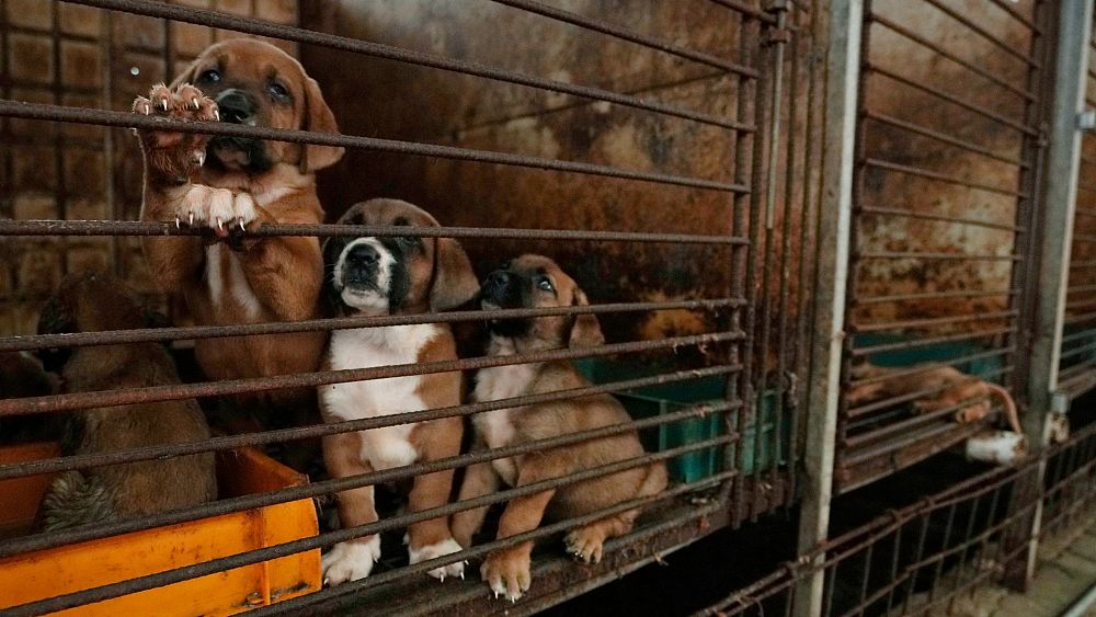 La Corée du Sud prévoit d'interdire la consommation de viande de chien d'ici la fin de l'année.  Dans quelle mesure cette pratique est-elle courante ?