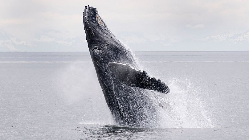 Le contenu fonctionnel – comme les enregistrements de bruits de baleines et de pluie – sera considérablement dévalorisé dans le cadre du nouveau système de redevances de Spotify.