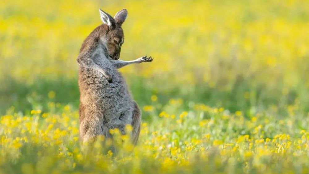 Régalez-vous avec les lauréats des Comedy Wildlife Photography Awards 2023