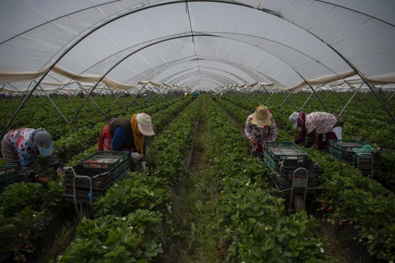 Des cueilleurs de fraises sont au travail dans une serre à Ayamonte, Huelva, le 20 mai 2022.