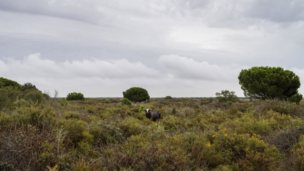 L'Espagne annonce un accord de 1,4 milliard d'euros pour aider à protéger les zones humides de Doñana de la sécheresse