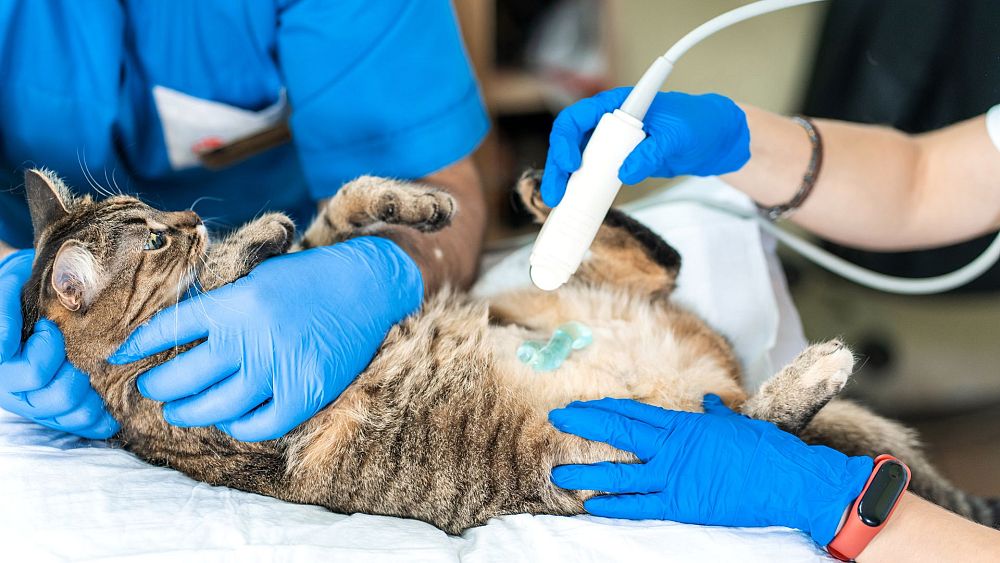 Chirurgie cérébrale pour les animaux de compagnie : comment nos amis à quatre pattes pourraient être à l'origine de la prochaine tendance d'investissement