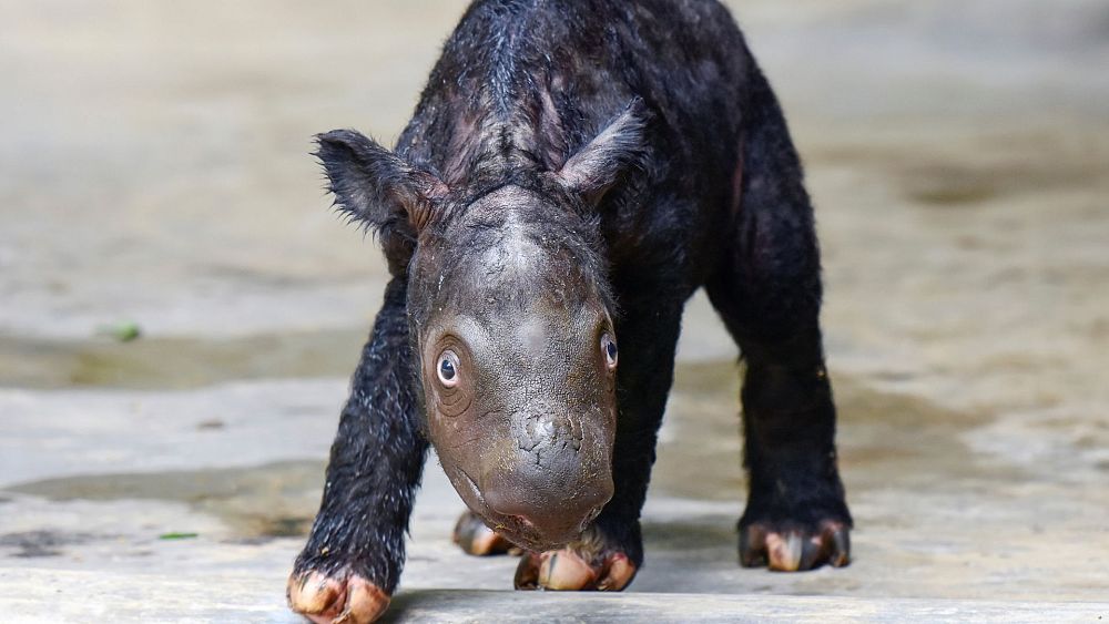 Un bébé rhinocéros de Sumatra né en Indonésie vient s'ajouter à une espèce menacée de moins de 50 animaux