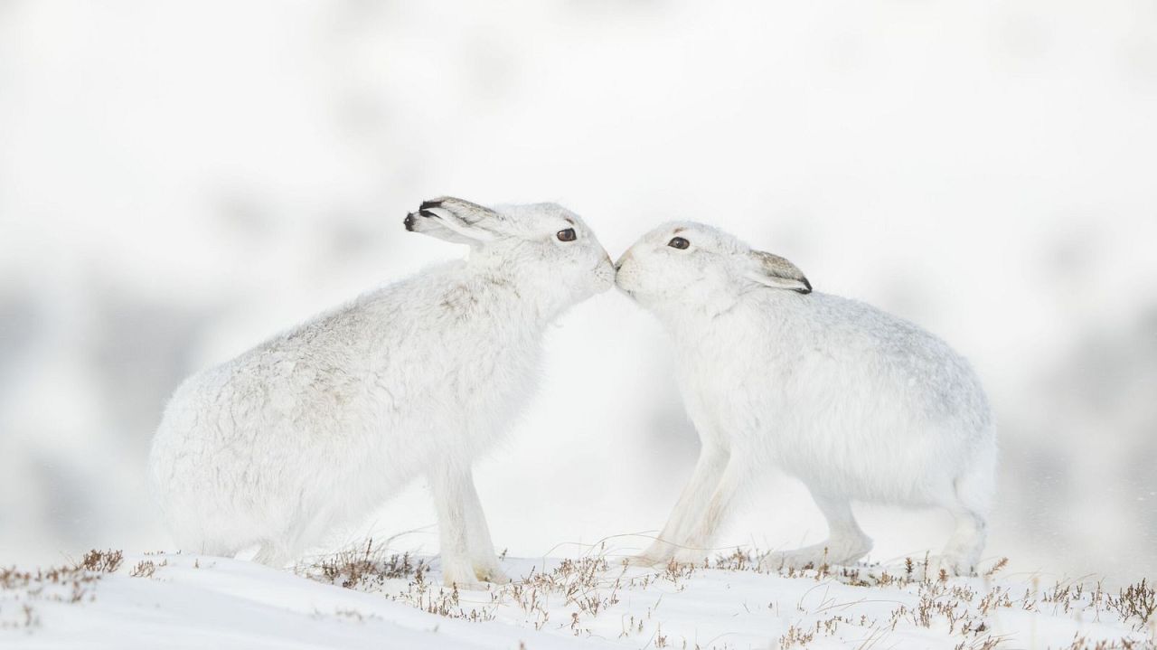 Tender Touch - Andy Parkinson, Royaume-Uni