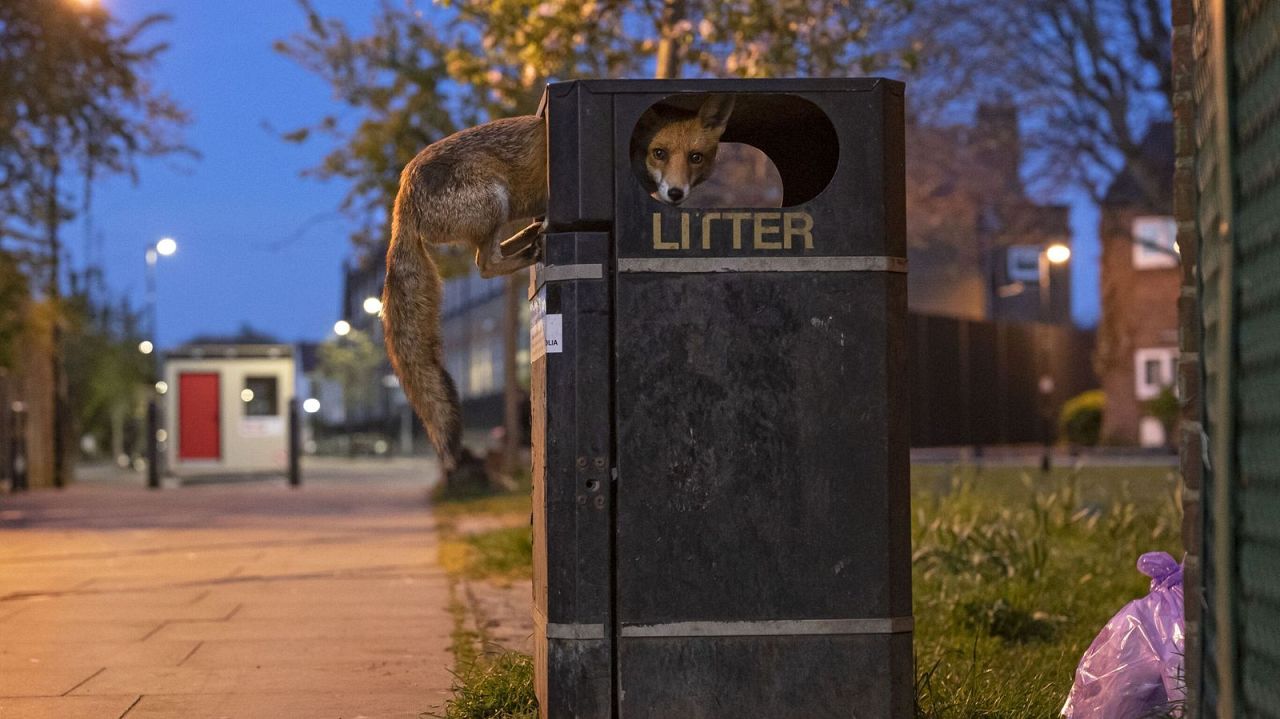 Opportunité Fox - Matt Maran, Royaume-Uni