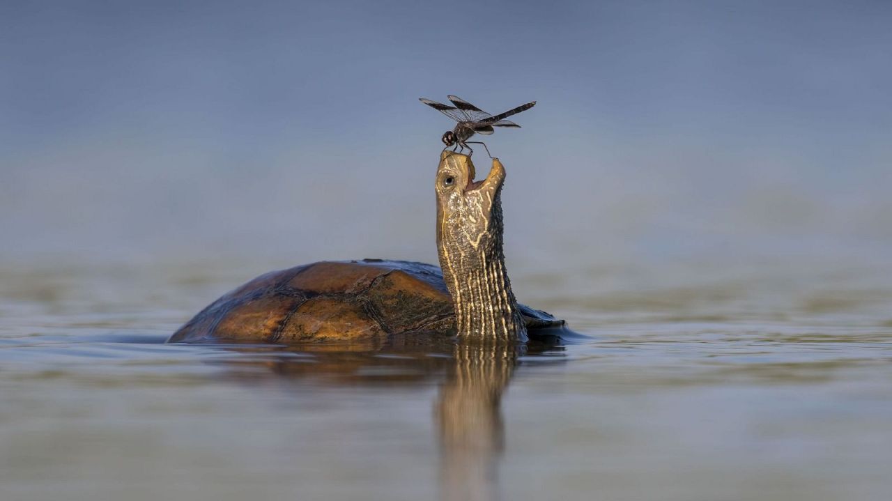 La tortue heureuse - Tzahi Finkelstein, Israël