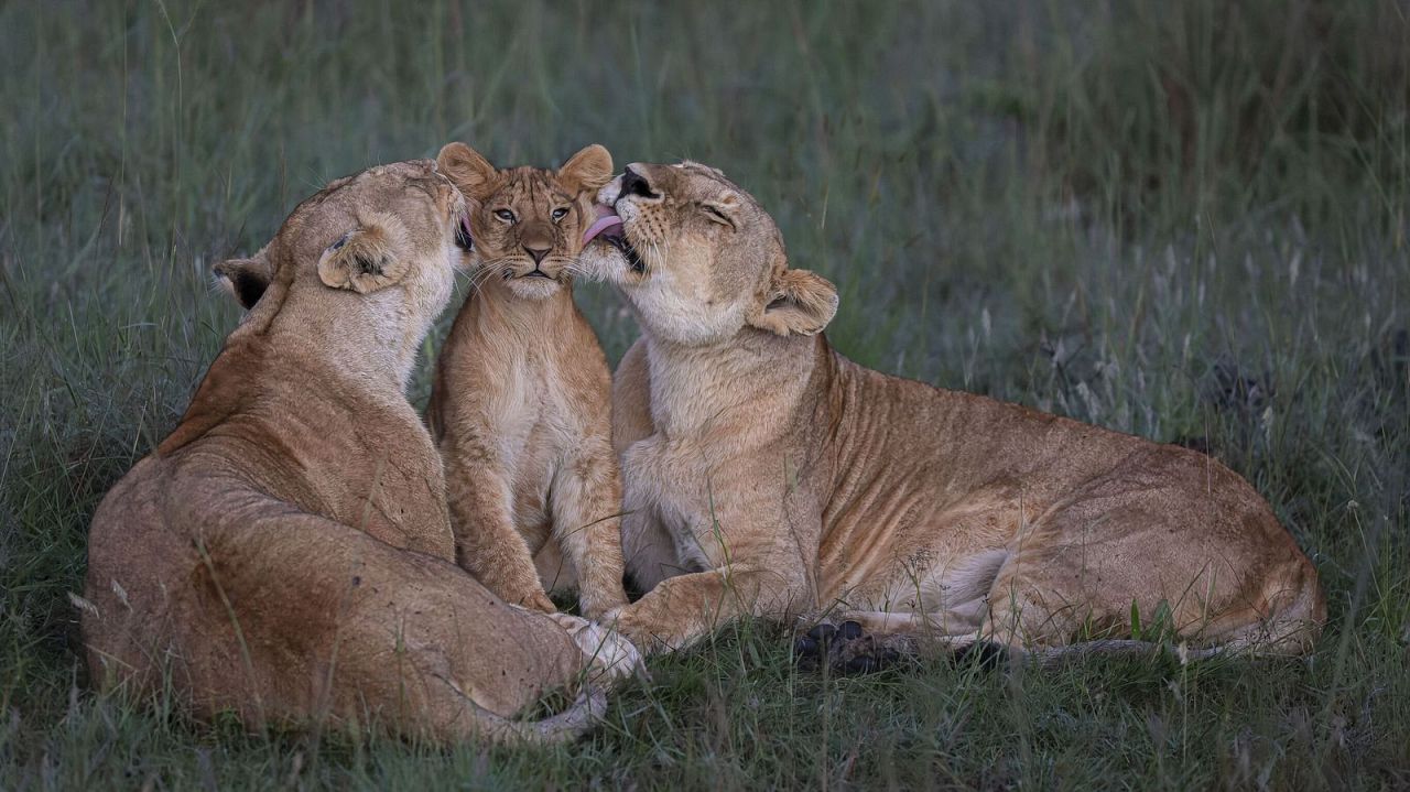 Parentalité partagée - Mark Boyd, Kenya