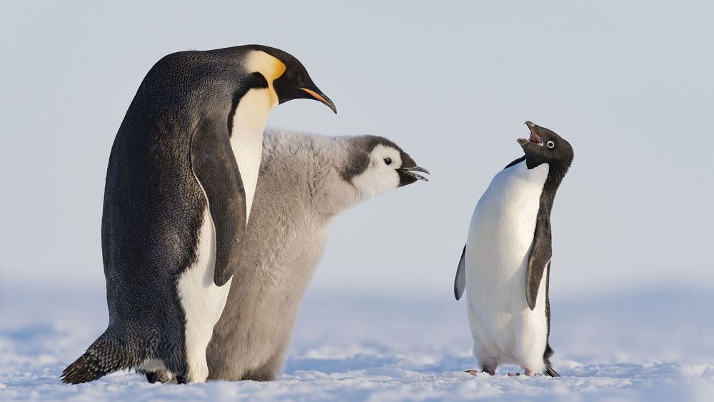 Le meilleur du photographe animalier de l'année, nominés aux People's Choice Awards