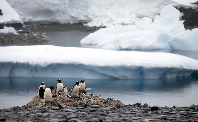 Pingouins en Antarctique.