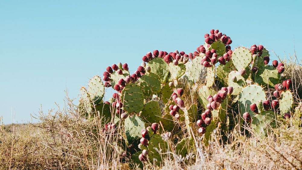 Ces femmes Massaï ont développé une méthode écologique pour transformer des cactus envahissants en biocarburant