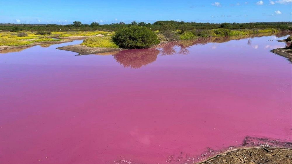 Cet étang à Hawaï est mystérieusement devenu rose bubblegum.  La sécheresse est-elle en cause ?