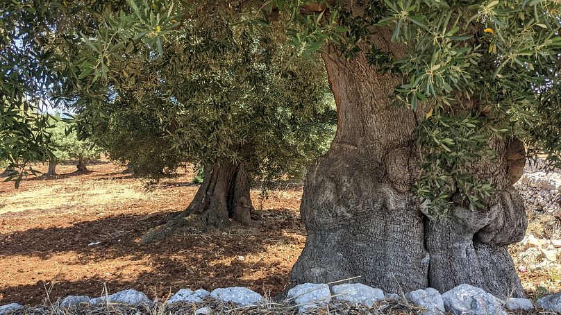 La campagne environnante regorge d'oliviers et l'huile de haute qualité produite à partir de ces arbres a valu à la ville son surnom de « ville de l'or vert ».