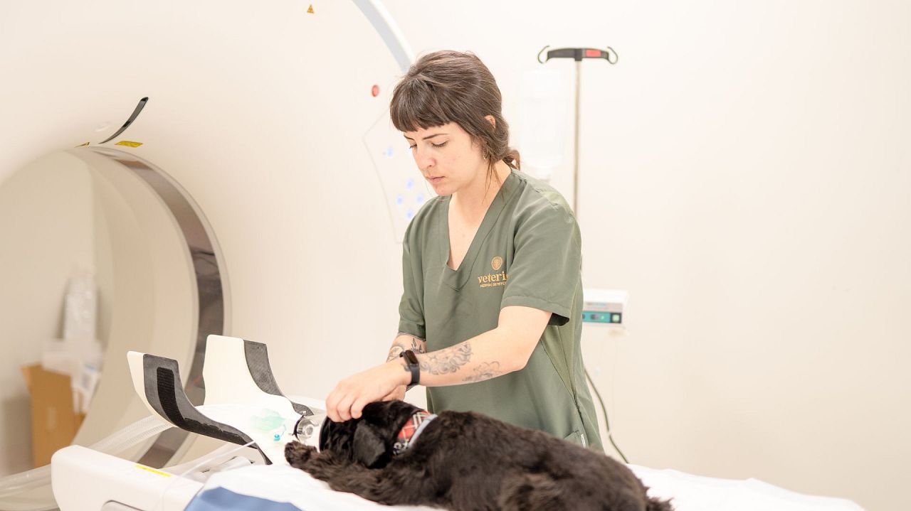 Soins vétérinaires prodigués à un chien.