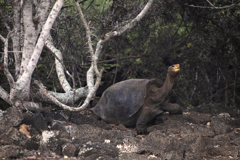 Une tortue dans les îles Galapagos.