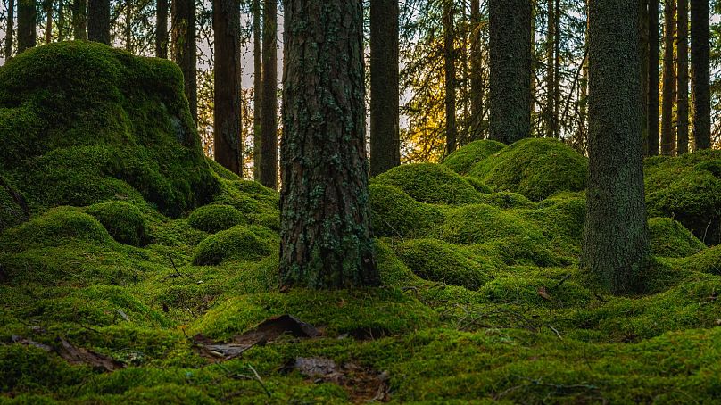 Une photo d'une forêt en Suède.