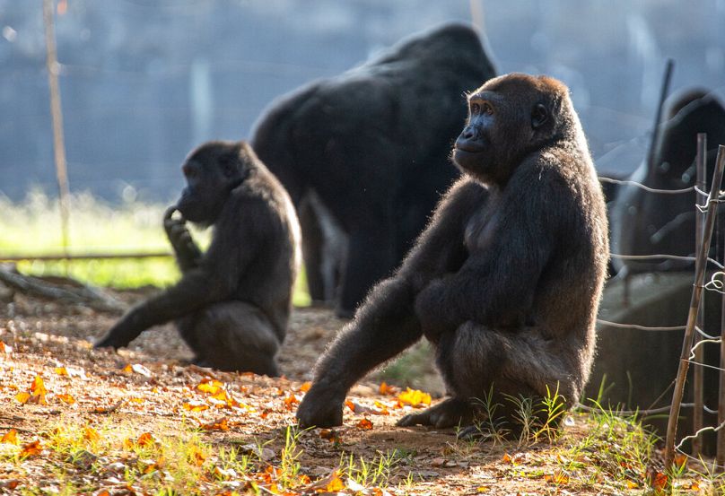 Des gorilles des plaines occidentales sont observés dans leur habitat, septembre 2021