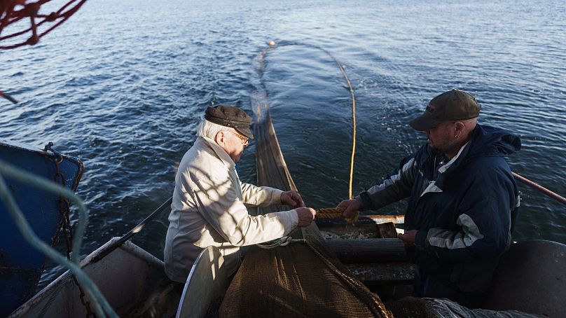 Dans la mer Baltique, le hareng menacé par le réchauffement des eaux 