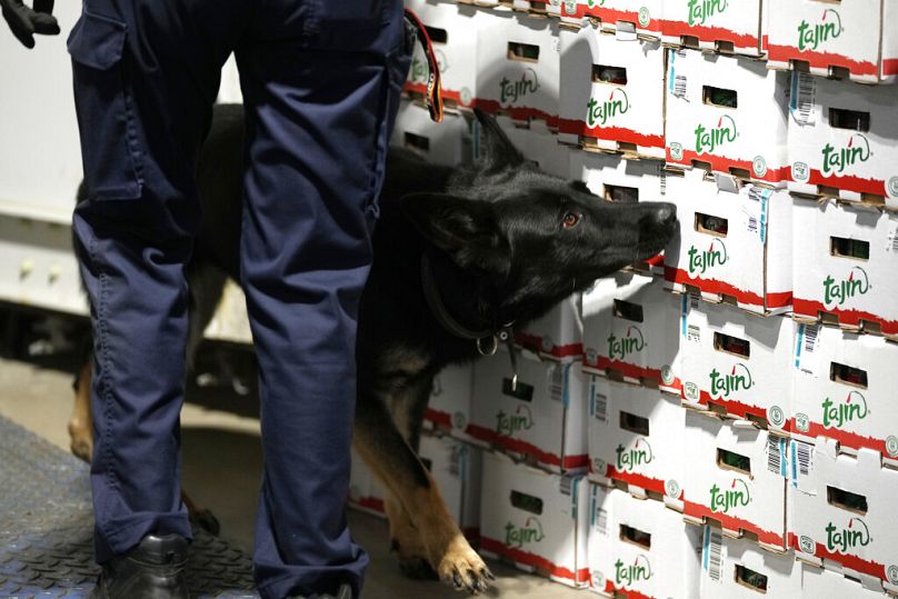 Un agent des douanes travaille avec un chien renifleur de drogue dans le port d'Anvers, août 2022