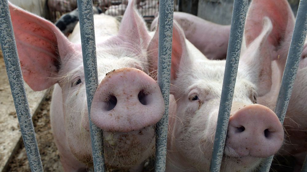 Le Royaume-Uni détecte pour la première fois une nouvelle souche de « grippe porcine » chez l'homme