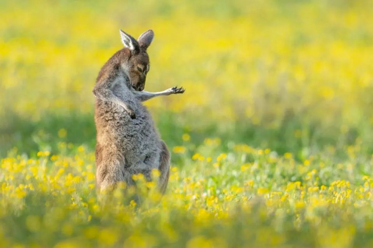 JASON MOORE - Air Guitar Roo