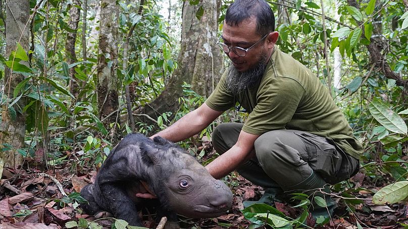 Le vétérinaire Zulfi Arsan s'occupe d'un nouveau-né de rhinocéros de Sumatra au sanctuaire des rhinocéros de Sumatra, dans le parc national de Way Kambas, en Indonésie.