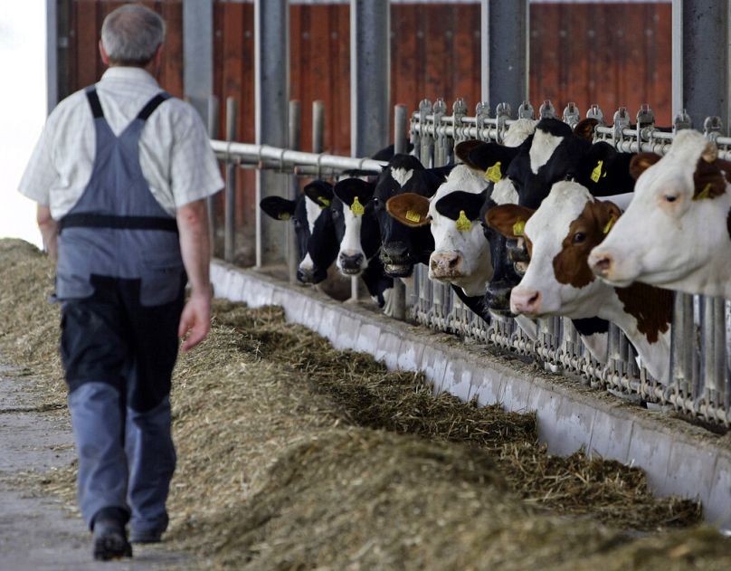 Producteur laitier dans son étable à Weil, près de Landsberg am Lech, juin 2009