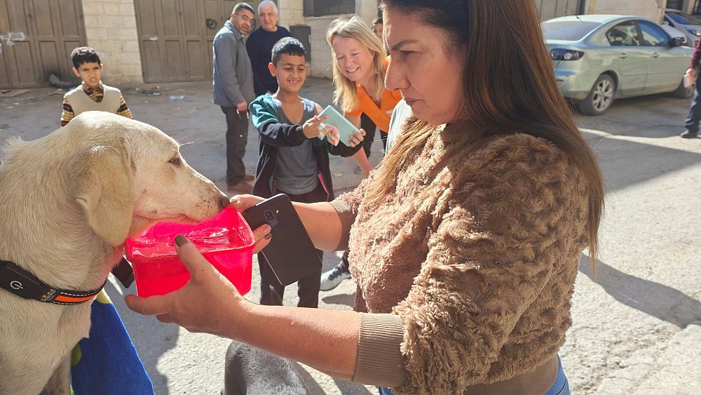 « Héros du jour » : Comment ce garçon palestinien de 10 ans a sauvé un chien blessé dans son camp de réfugiés