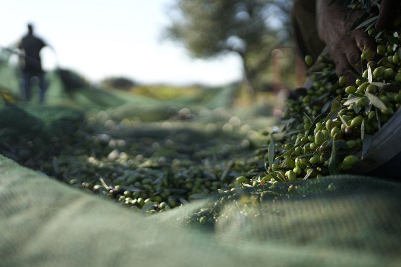 Un ouvrier ramasse des olives pendant la période de récolte dans la banlieue de Spata, à l'est d'Athènes, en Grèce, le lundi 30 octobre 2023.