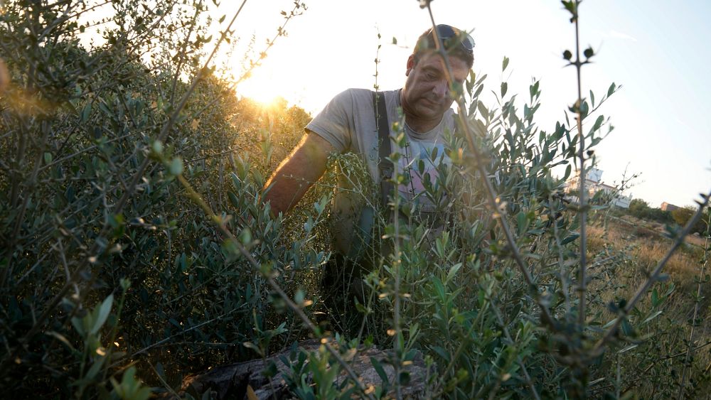 Votre huile d'olive est-elle légale ?  Vols et fraudes endémiques en Méditerranée