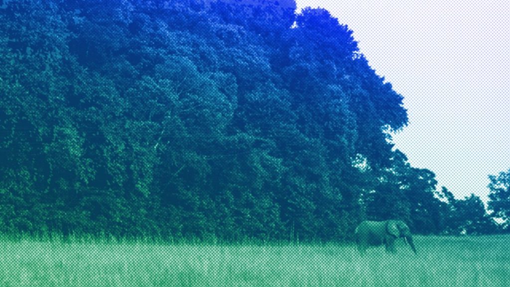 A forest elephant steps out of the forest in Gabon