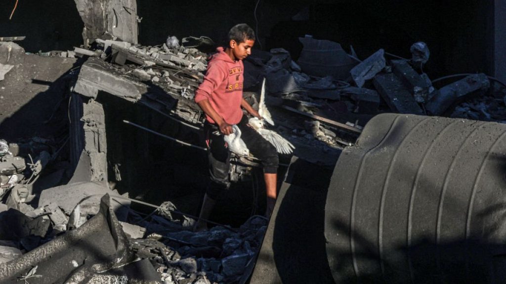 A Palestinian boy recovers pigeons from the rubble of a building destroyed following Israeli bombardment on Rafah, in the southern Gaza Strip