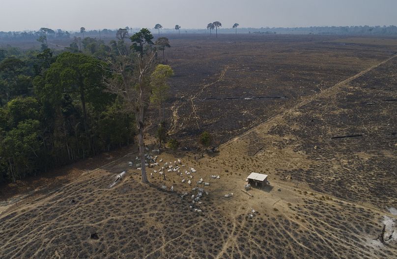 L'industrie bovine au Brésil est l'un des principaux facteurs de destruction de la forêt amazonienne, un fait documenté par la Banque mondiale et de nombreuses études universitaires.