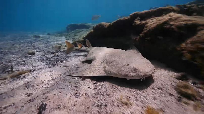 Les requins-anges sont connus pour leur corps aplati.  Leur nom dérive de leur apparence, qui rappelle celle des raies.