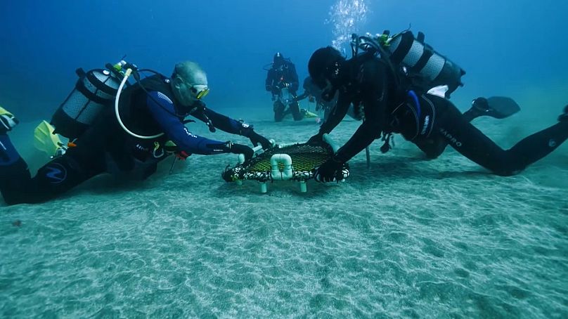 L'équipe du projet Angel Shark marque tous les requins qu'elle trouve pour mieux comprendre leurs habitats et leurs voies de migration