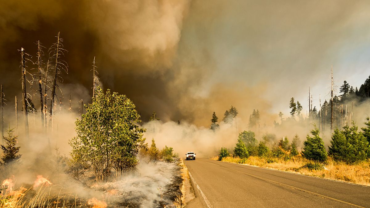 Underlining the urgency of the issue are wildfires that have killed thousands of giant sequoias in recent years.