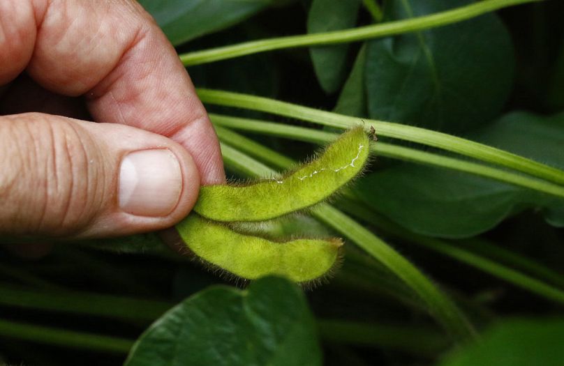 Une gousse dans un jeune plant de soja à Bolton, juillet 2018