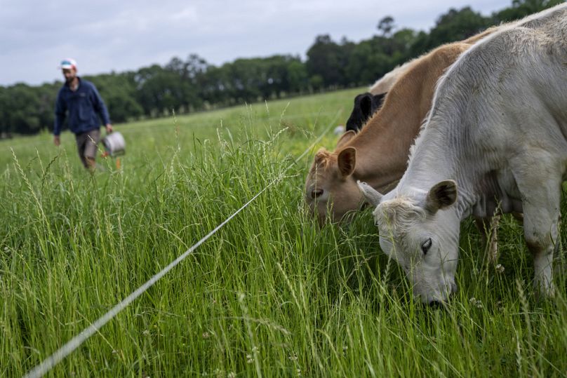 Le bétail se nourrit d'herbes hautes tout en paissant dans le ranch de Hobbs Margaret, à l'arrière, à Lufkin, Texas, avril 2023