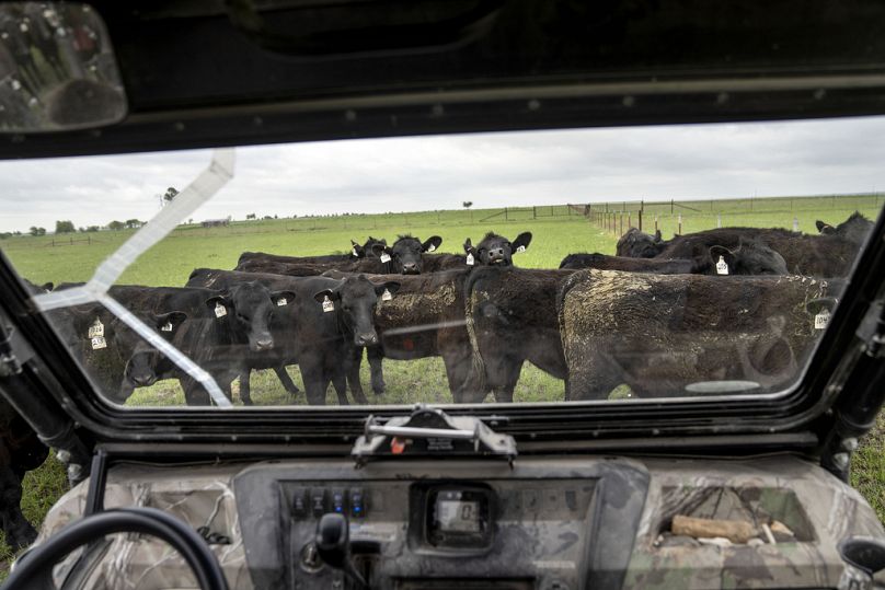 Meredith Ellis compte quotidiennement son bétail dans son ranch à Rosston, Texas, avril 2023